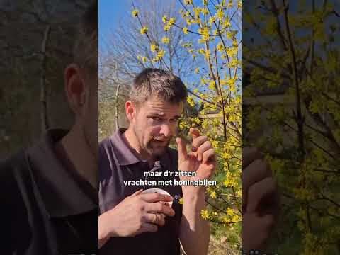 Waarom de bloei van de kornoeljekers zo nuttig is.