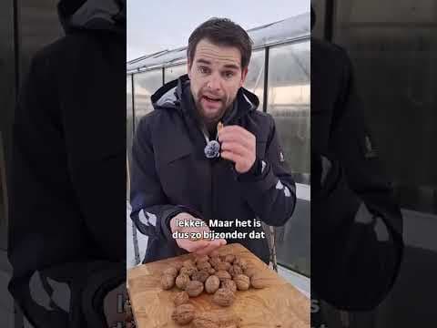 Zeer laat uitlopende walnoot Ulicoten, waardevol in agroforestery!