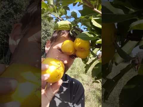 Neiiseiki, Een gewoon erg smakelijk en zelfbestuivende nashipeer